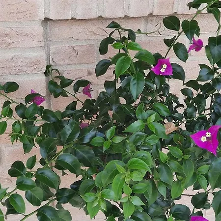 度假居 Millefiori Tornareccio