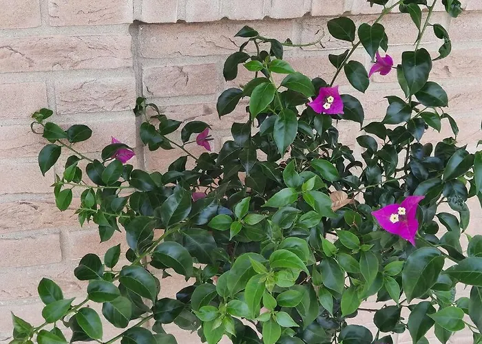 別荘 Millefiori Tornareccio